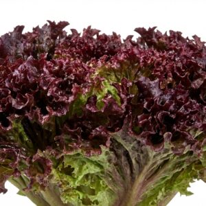 Kırmızı Kıvırcık Marul (Lolorosso)
